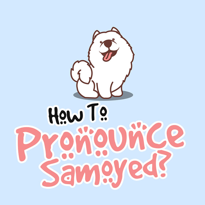 how-to-pronounce-samoyed-raising-samoyeds