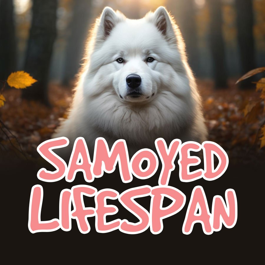 Samoyed-lifespan